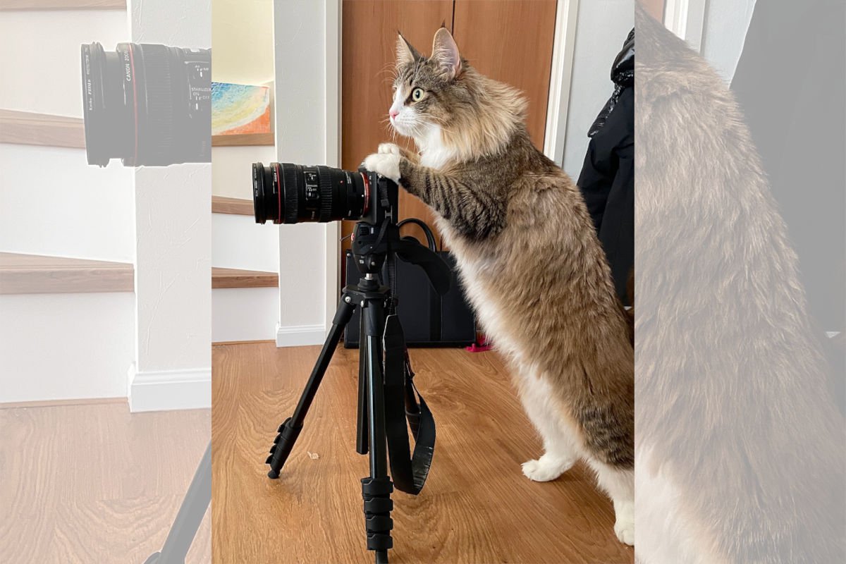 『プロのカメラにゃん登場！？』カメラを構えて撮影している猫ちゃん「中に人、入ってるよね？」