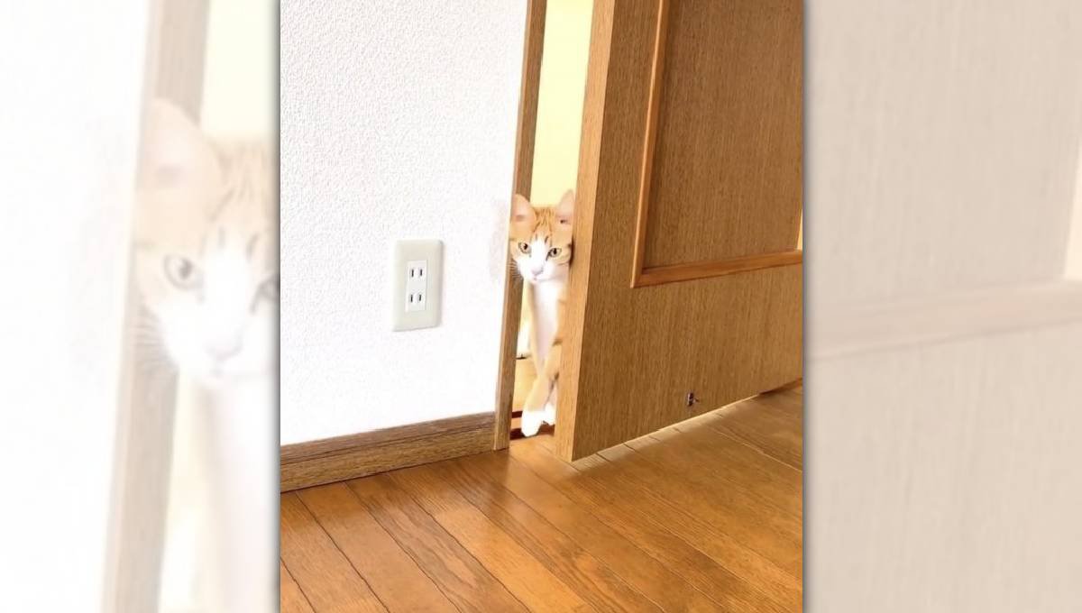 飼い主『入るんか？入らんのか？』…ドアの開け方が『もどかしすぎる猫』が52万再生「かしこい猫ちゃんｗ」「立ってドア開けてますよね」