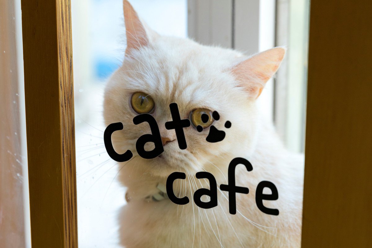 猫カフェでの絶対NG行為3つ　恰好や身に着けるものにも要注意
