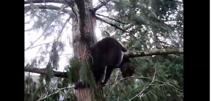 30メートル超えの木の上で立ち往生…強風に怯えた猫をレスキュー！