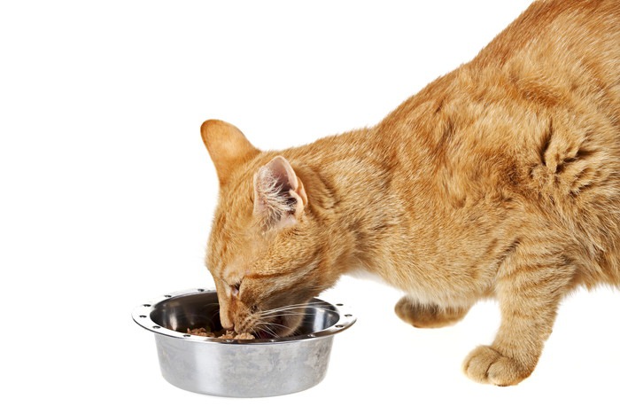 猫がドライフードを食べない理由と対処法