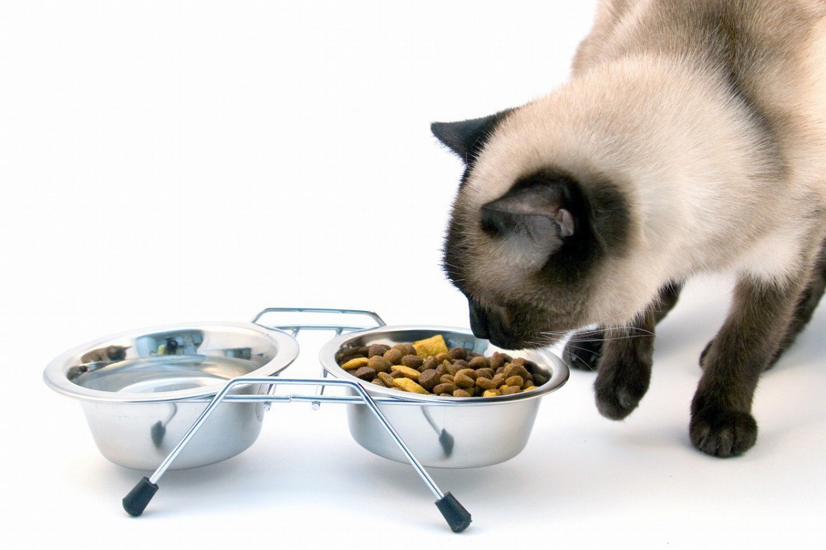猫のご飯台を使うといい事、選ぶ時のポイントやおすすめ商品まで