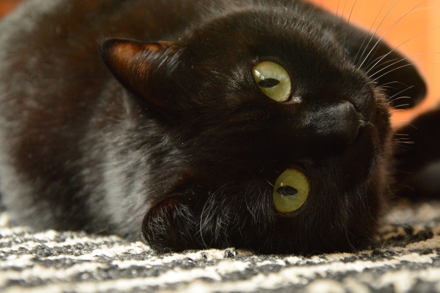 雑種の黒猫はどんな性格？特徴や飼い方