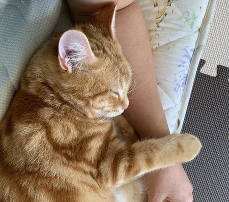 猫が人間の身体の上で寝る時の心理５つ