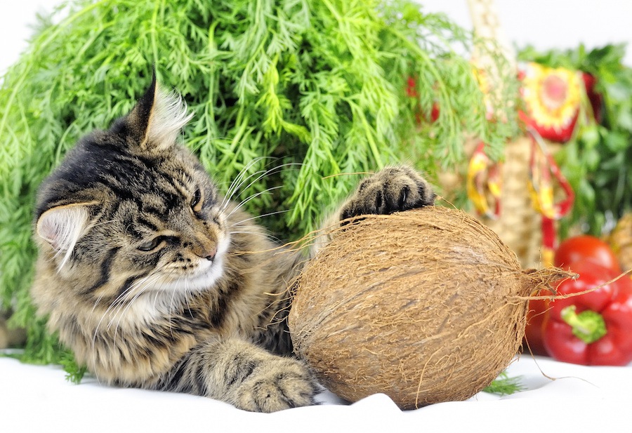 猫はココナッツを食べても大丈夫？注意したい事や効果