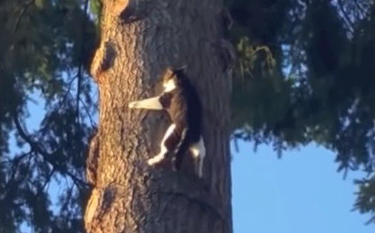 自分を自分でレスキューする猫！？高い木の上で立ち往生の後…