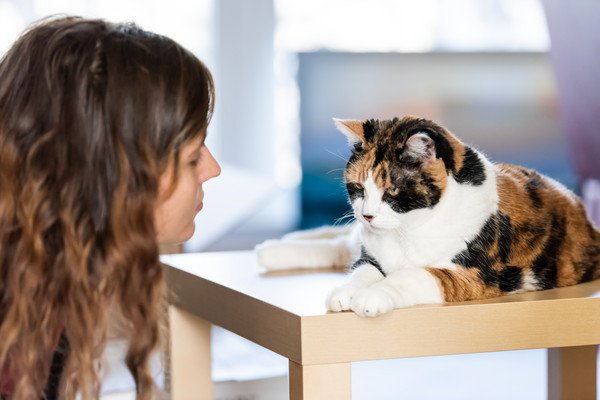 猫を叱ることが多くなった時、考え直したい６つの事