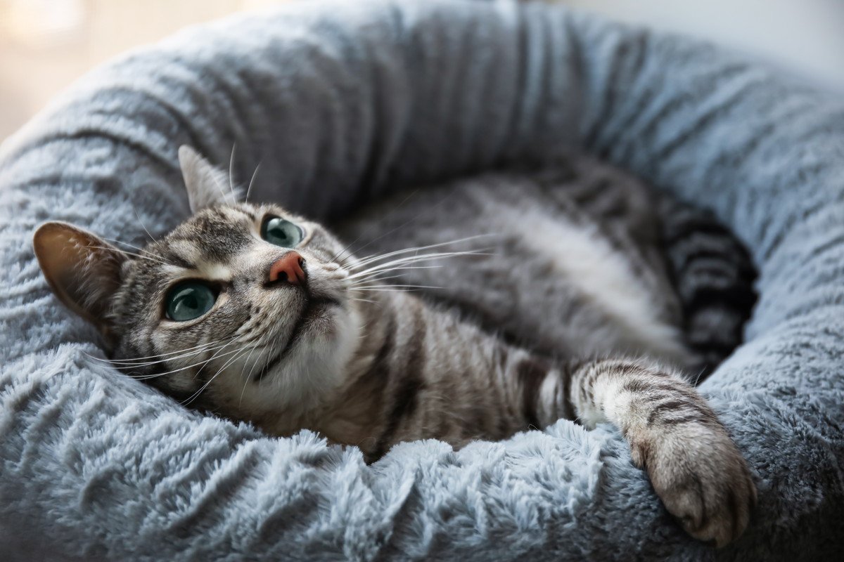 『猫がくつろぐ場所』のお掃除方法4選　猫ベッドやクッション…丸洗いできないときはどうすれば？