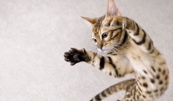 猫のジャンプ力は人間の５倍！？どうしてそんなに飛べるの？