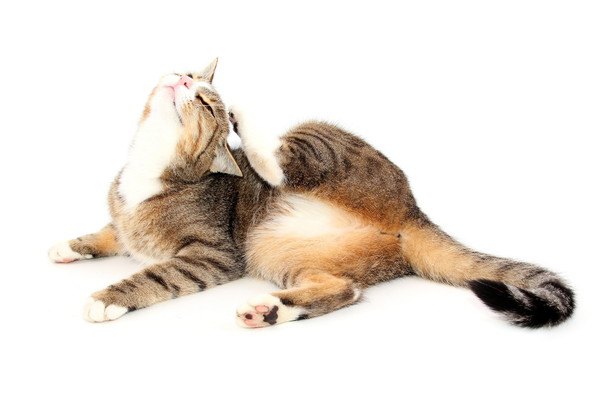 猫のノミは人間にうつる！症状や対処法、予防の方法