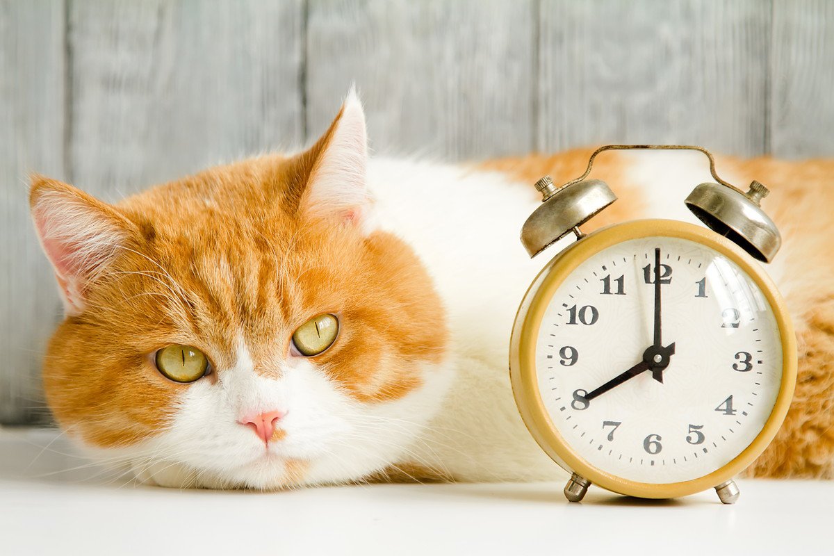 猫には「曜日」や「季節」の感覚がある？　正確な体内時計と飼い主との生活パターンが決め手？