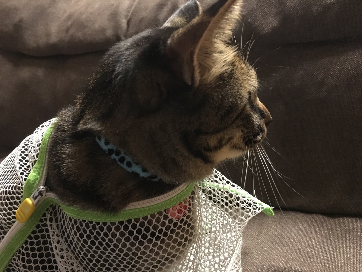 猫に洗濯ネットを活用する6つの方法