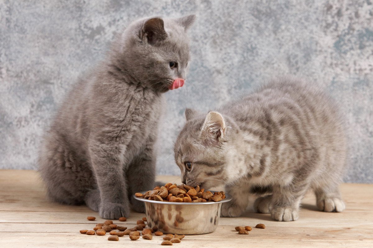 猫が『ご飯の食べこぼし』をする原因7つ　病気が潜んでいる可能性も