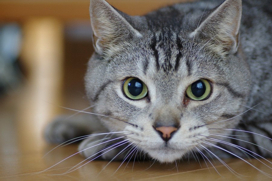 猫の『目ヤニ』が気になるときの原因4つと対処法