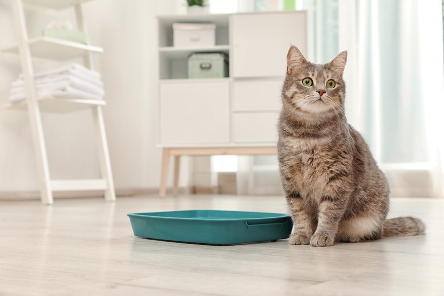 猫のトイレ、実際どのくらいの頻度で掃除すればいいの？