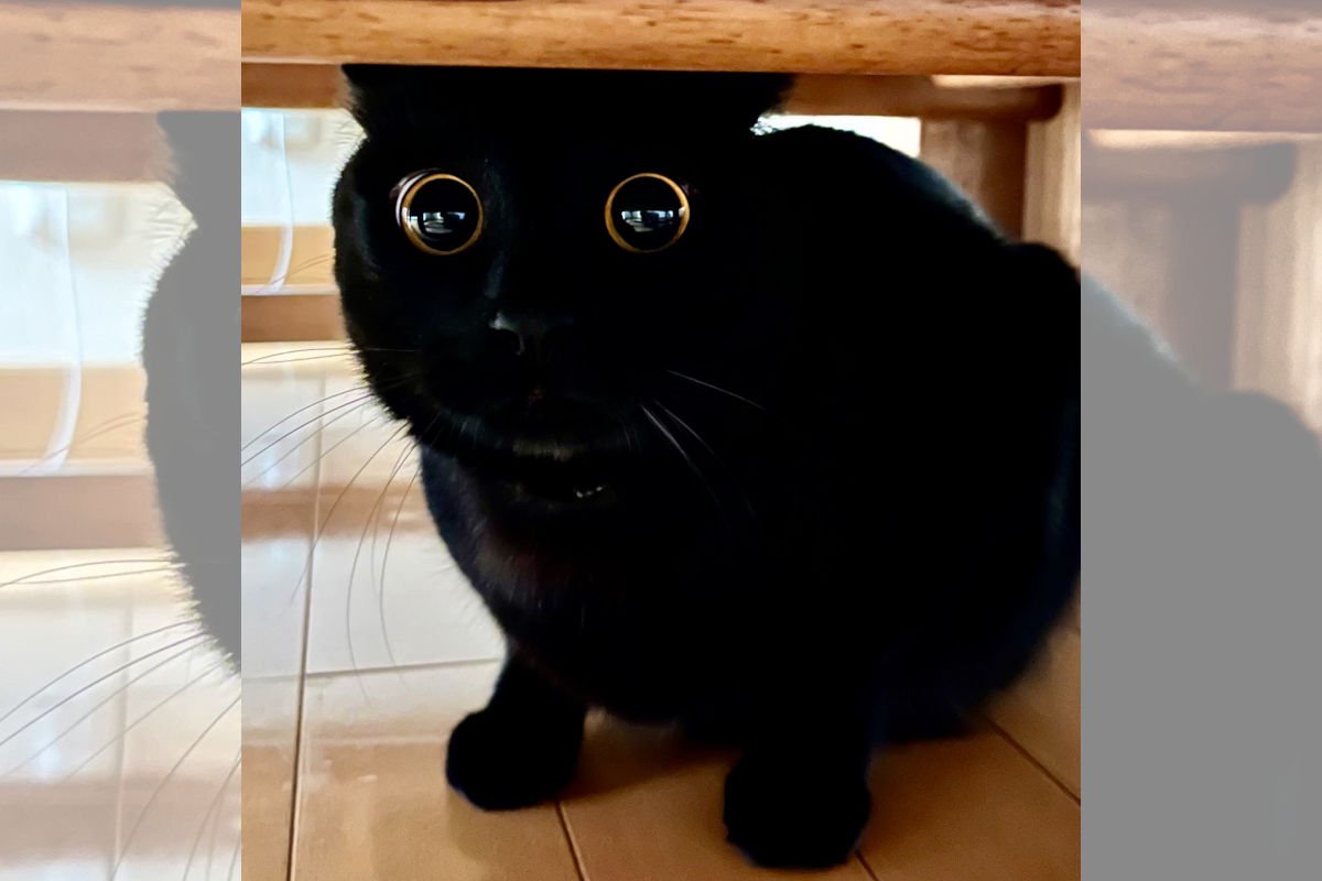 『これだから黒猫は最高！』まんまるすぎるお目目が可愛らしい黒猫ちゃん「黒豆みたいな瞳」