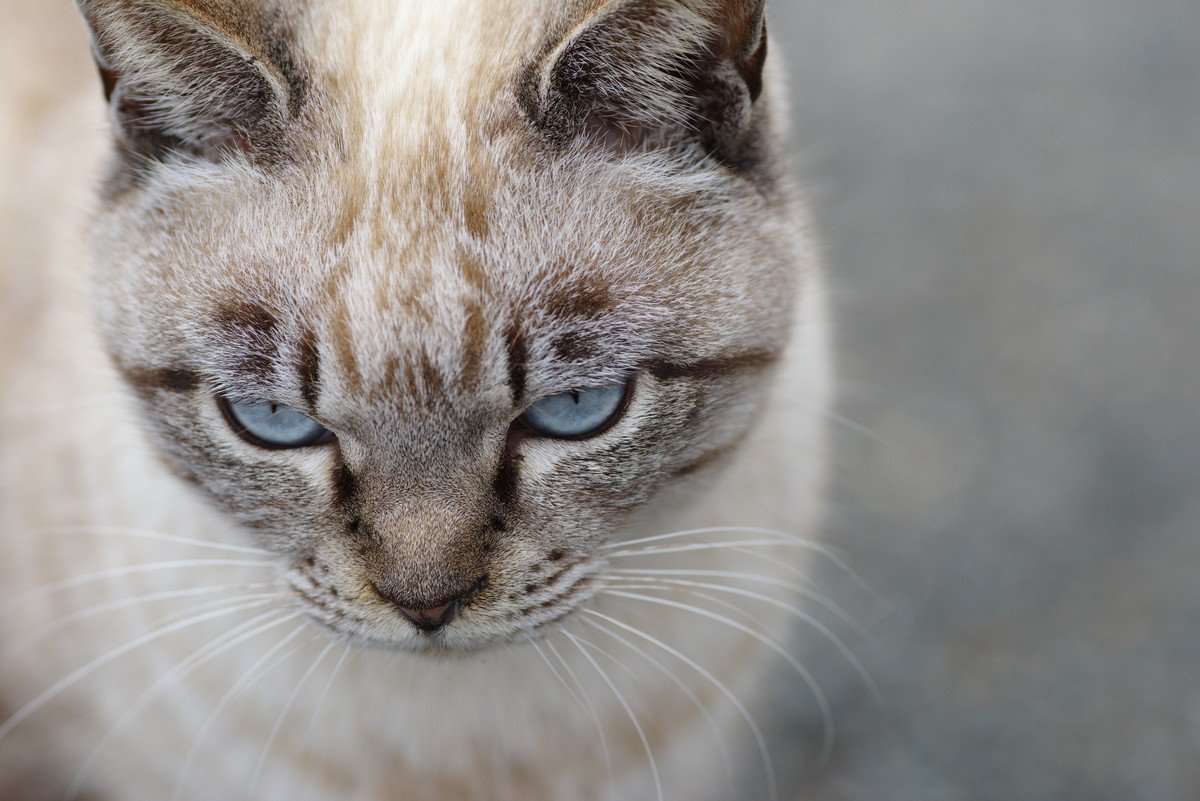 猫が『視線をそらす時』の3つの心理　目を合わせちゃダメって本当？