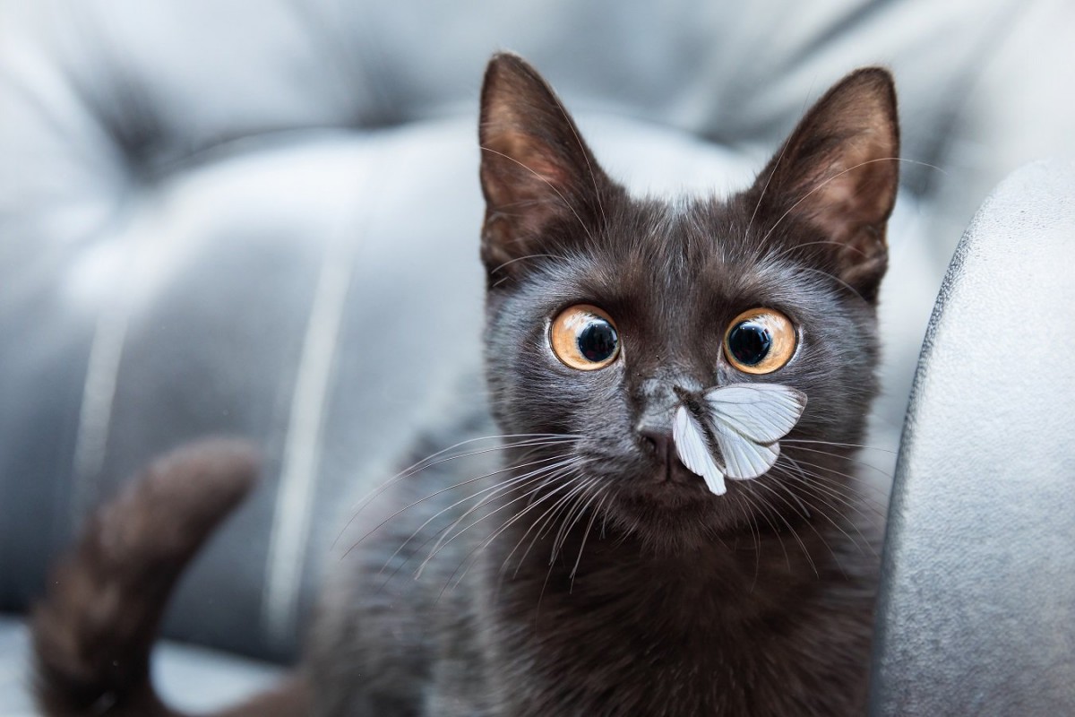 猫の鼻に『黒いもの』ができる原因4つ！病気である危険性と綺麗にする方法も