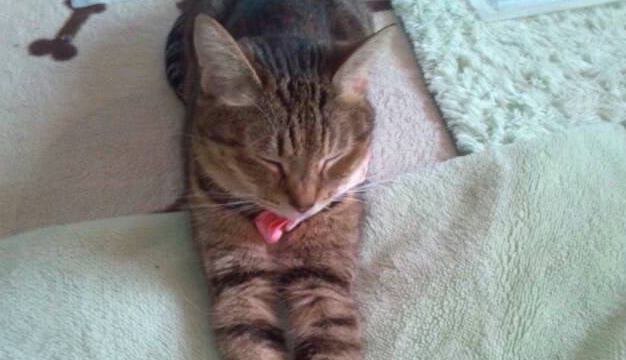 猫が『うつ伏せ寝』する４つの理由！注意すべきケースを解説