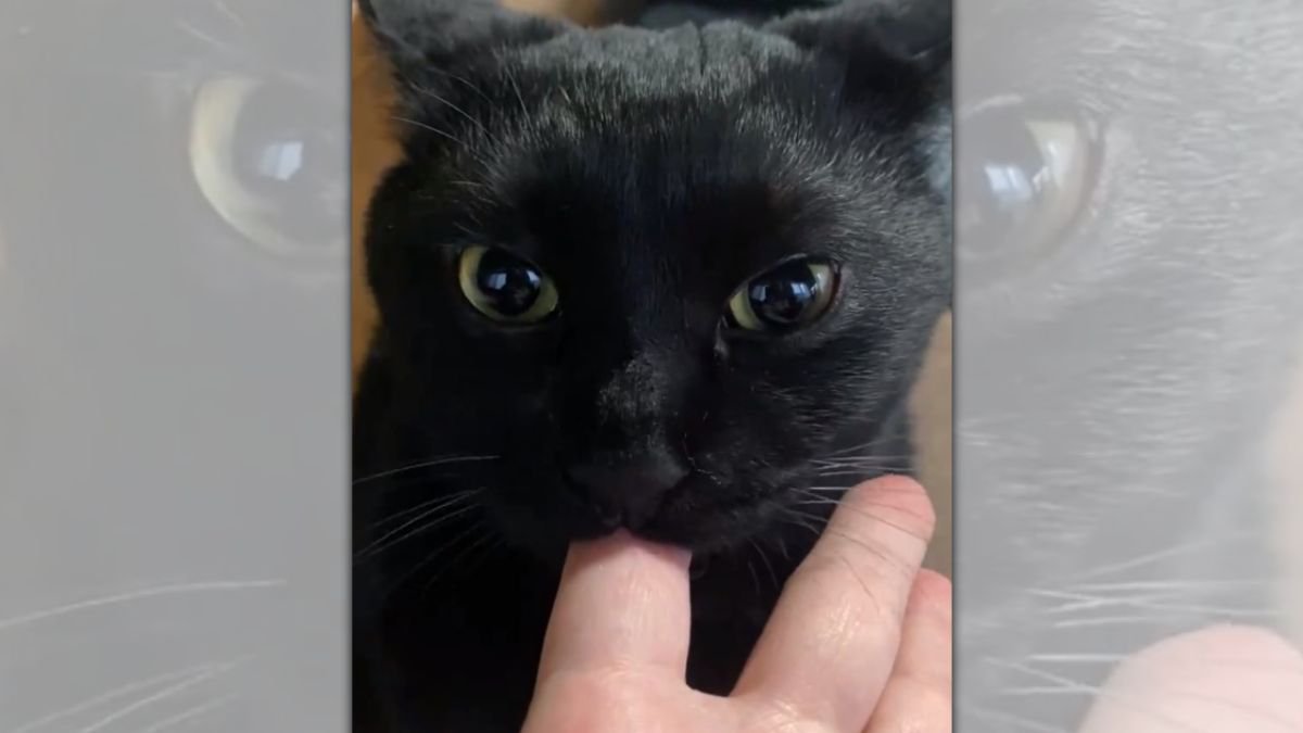 「イカ耳のまま指チュパする猫」が史上最強に可愛いと2.9万いいねの大絶賛