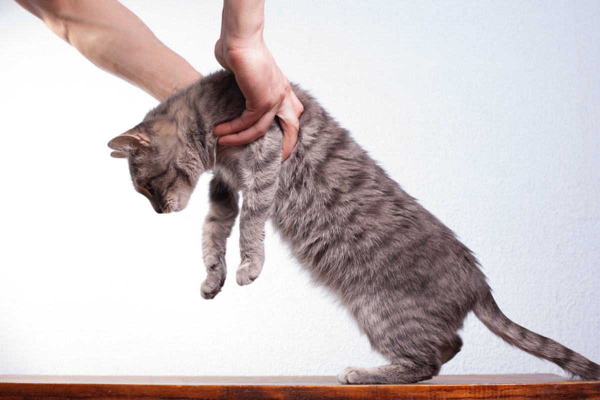 猫は長く伸びるのはなぜ？体を伸ばす理由やリラックスのサインを解説