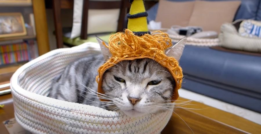 猫ちゃん専用手作り帽子がかわいい♡