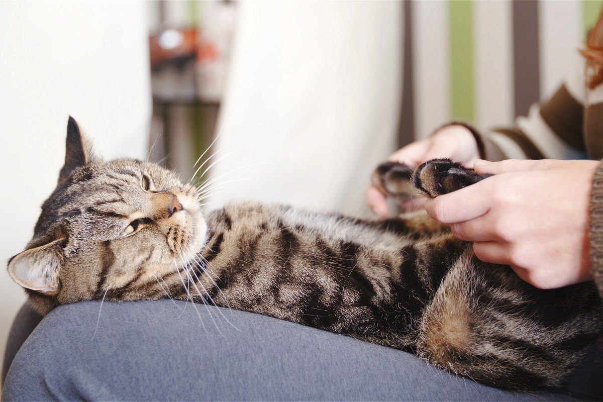 猫の健康維持に繋がる『ツボ』4選♡　それぞれのマッサージ方法も解説！