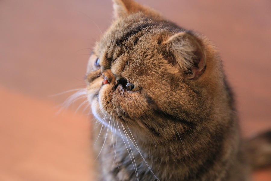 猫に”鼻くそ”がつく原因と考えられる病気
