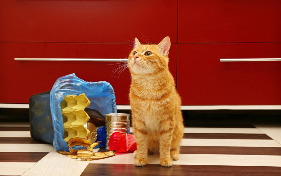 猫がごみ箱を漁るのはなぜ？３つの理由と対処法