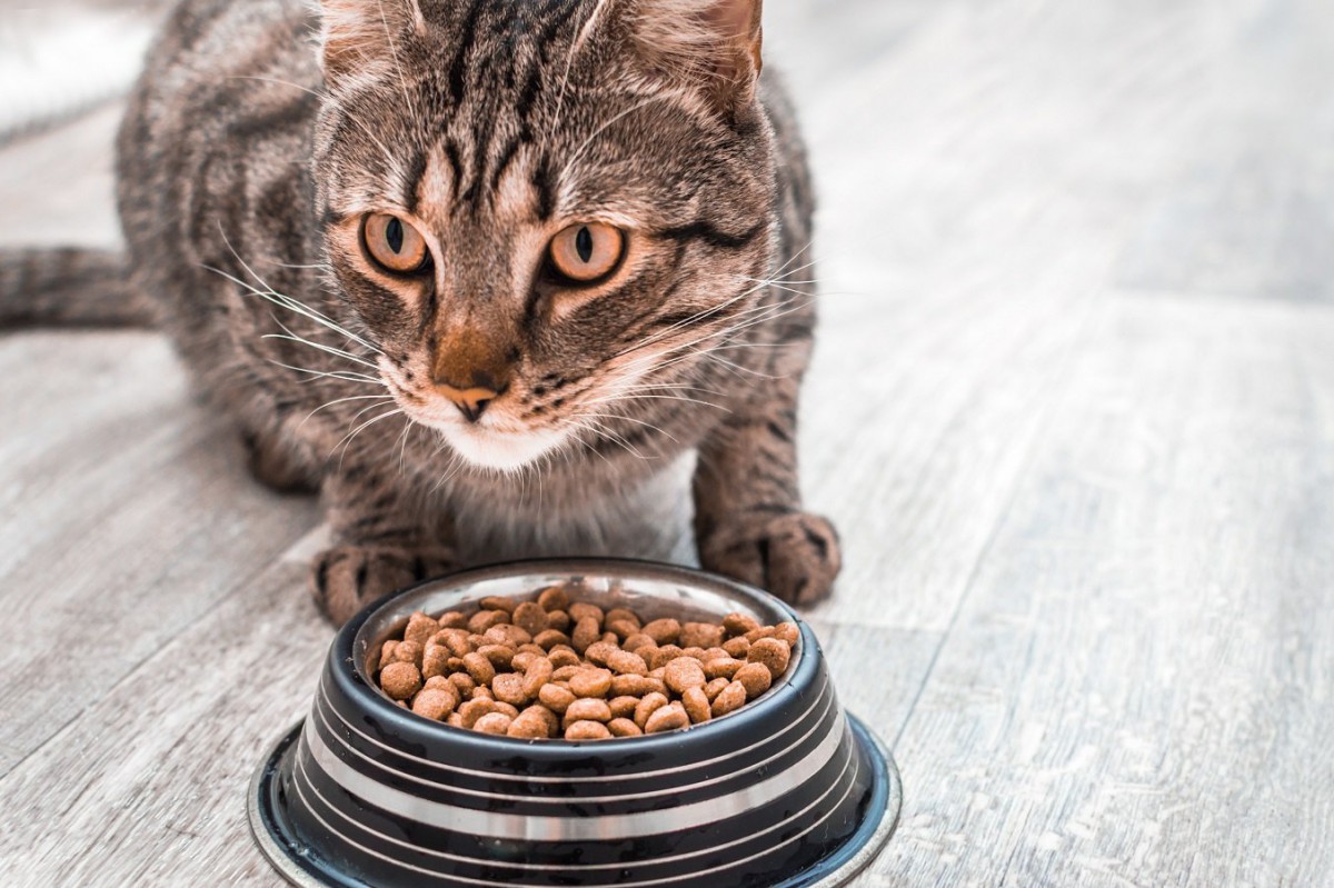 偏食ぎみの猫は食べてくれるものだけあげていてもいいの？