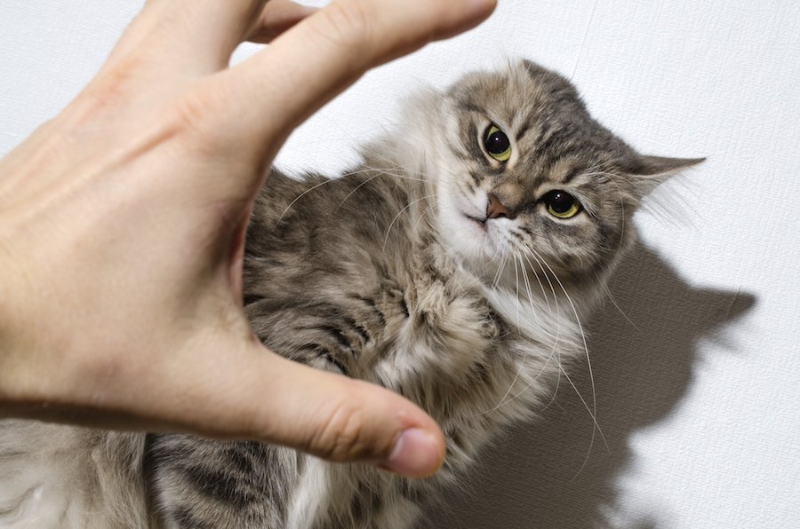 猫を叱る時にやっちゃダメ！６つのNG行為