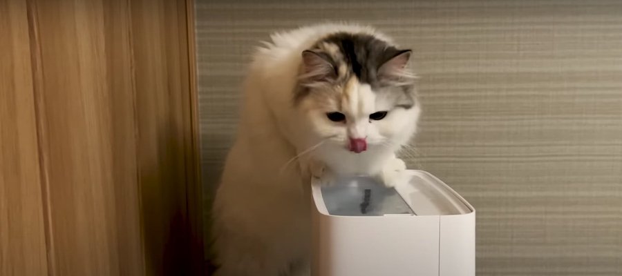 加湿器の水の美味しさに気づいてしまった猫ちゃん♡