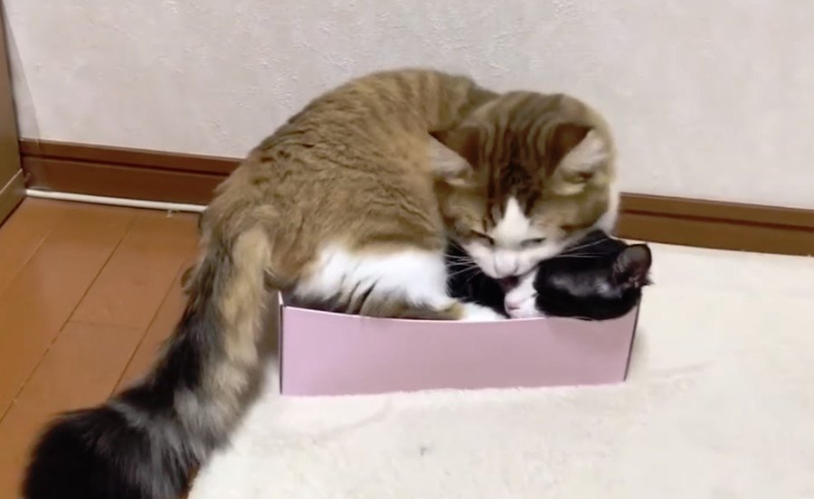 ひとつの箱を巡って争う猫親子