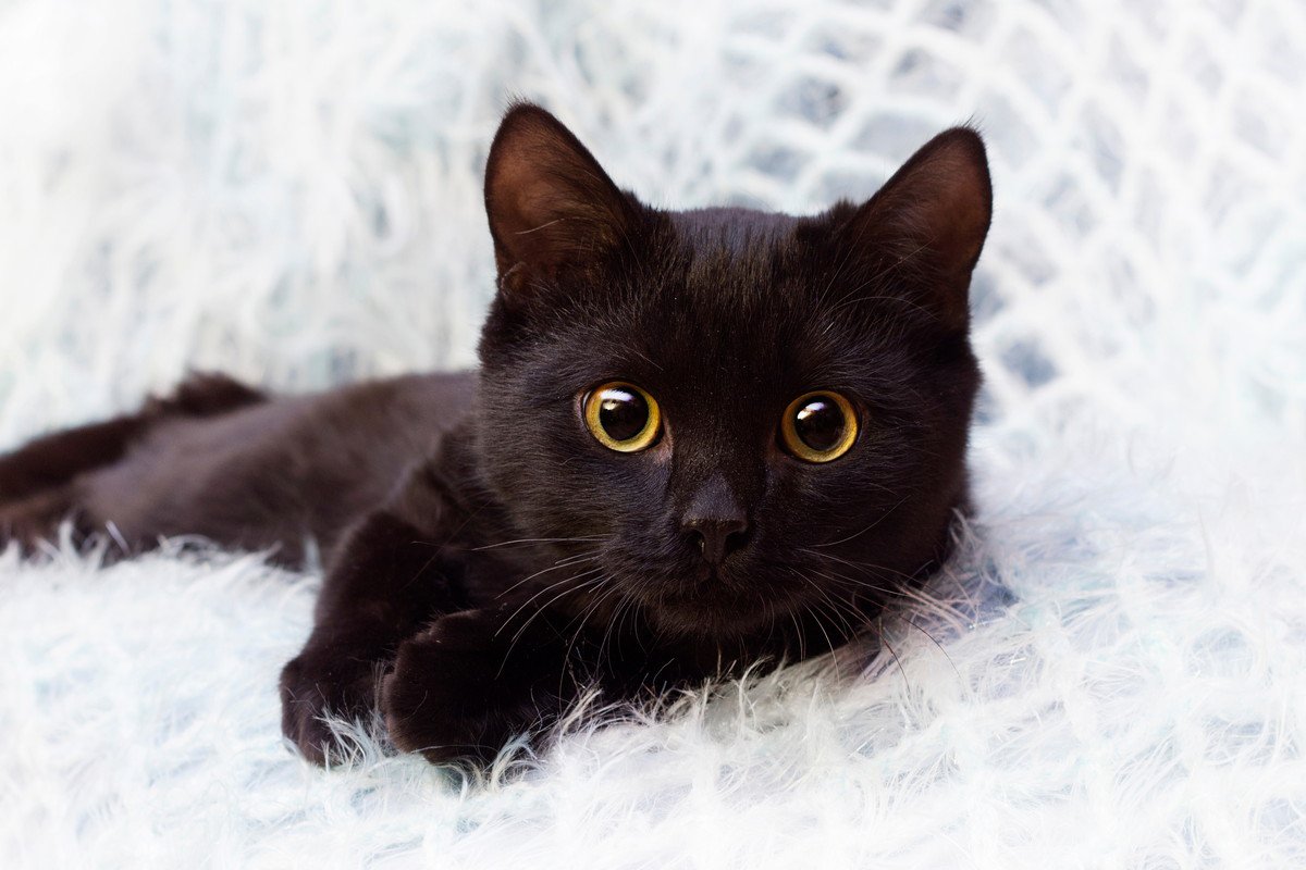 8月17日は『黒猫感謝の日』♡記念日ができたきっかけと黒猫の2つの魅力をご紹介！