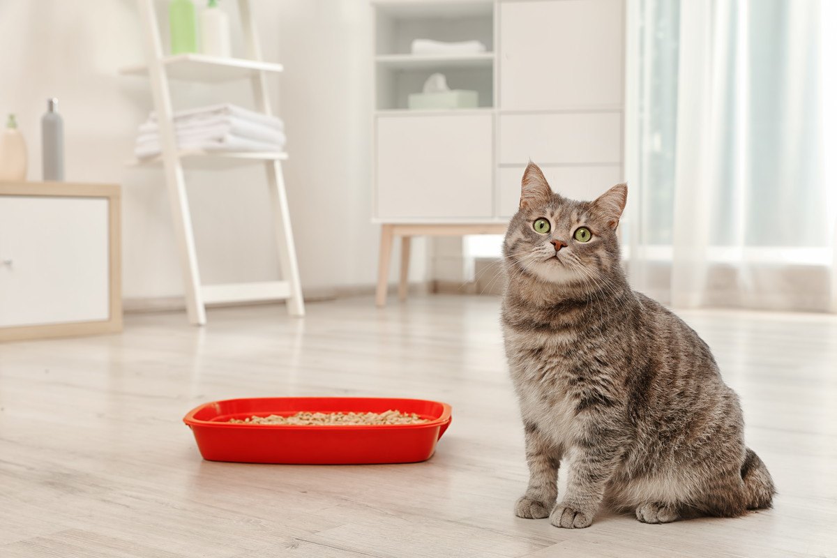 猫トイレで注意すべき『湿気トラブル』とは？ケース別に6つの対策を紹介！
