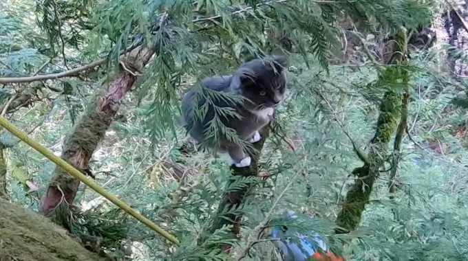 木の上で2日間耐える猫…救助隊への意外な反応に驚き！