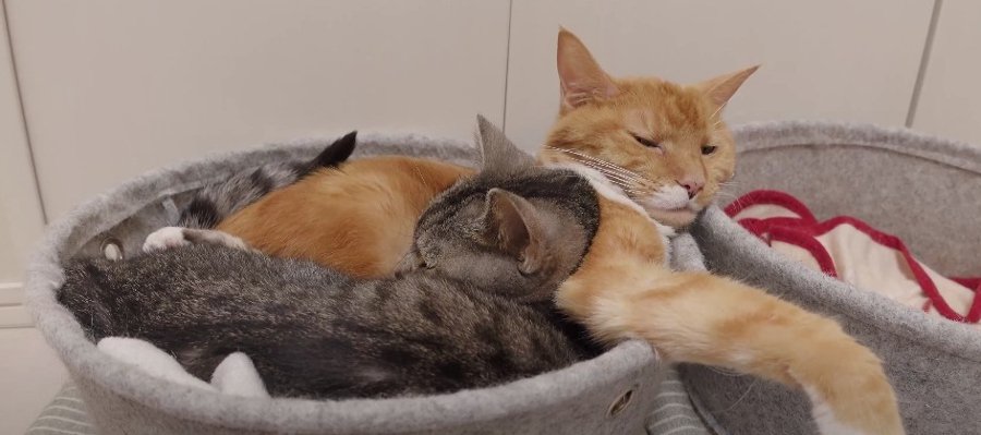 あったかくて最高！一つのベッドで密着する猫さんたちが可愛い♡