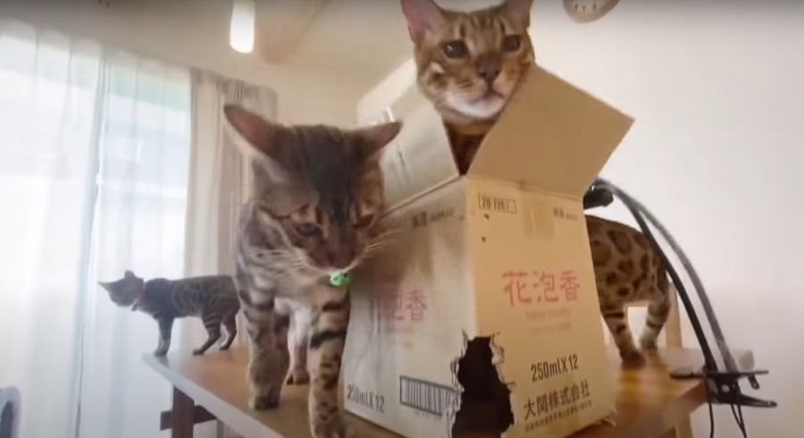 猫さんたちにダンボールの箱をあげたら、あっという間に穴が開いた！