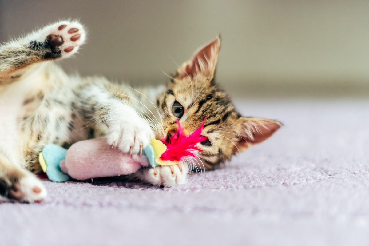 猫が一日で『楽しみなこと』ランキングTOP５！