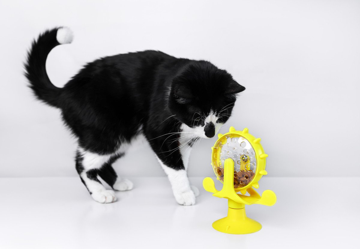 猫が喜ぶ「知育トイ」のススメ！一緒に遊べないときにも便利な、本能を刺激するおもちゃとは？