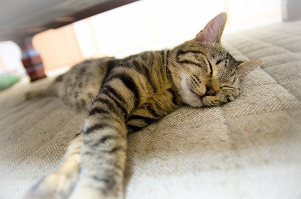 猫の睡眠の質を上げよう！飼い主が出来る5つの対策