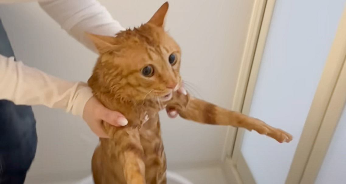 元野良猫が『初めてのお風呂』で見せた反応…助けを求める光景が面白すぎると44万人が大爆笑「吹いた」「太い声がたまらん」と反響