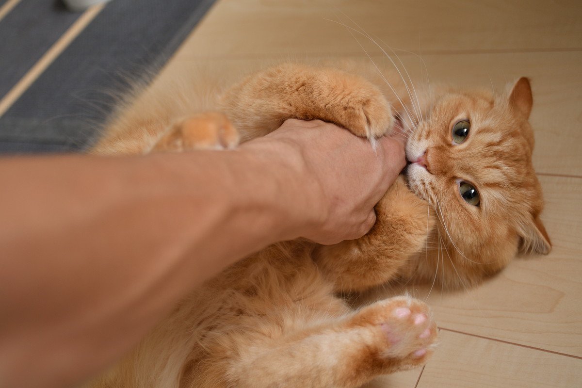 猫と『手で遊ぶ』のは危険？5つのリスク