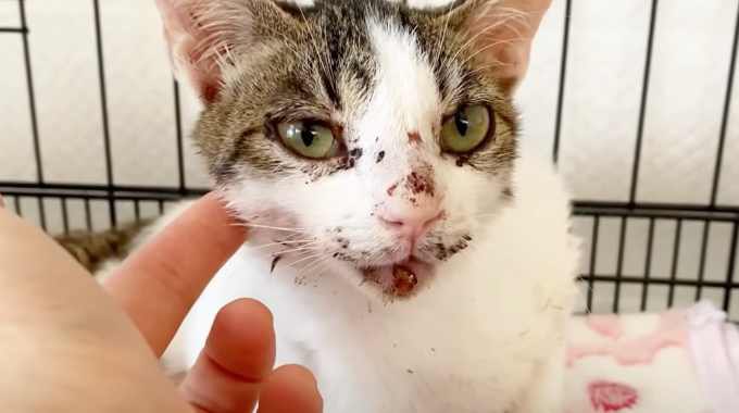 事故で大量出血した子猫…懸命のケアで純白の被毛が輝く美猫へ！
