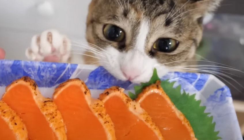 猫が初めての『シルバーサーモンの炙り』で…"待ち切れない"様子に「はよしてが好き」「指まで噛んじゃったw」と8万人が注目
