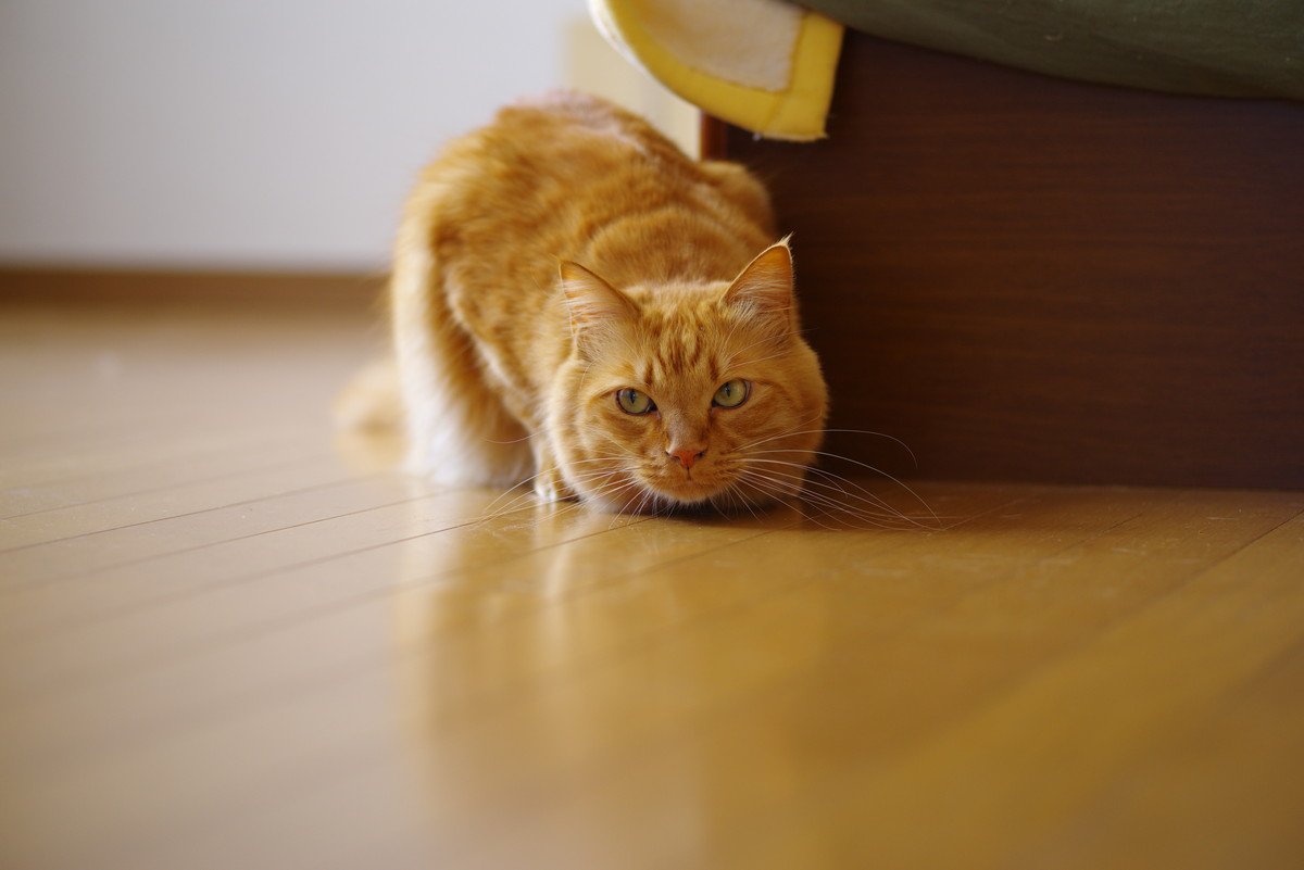 猫の『変形性関節症』とは？気になる症状や予防法、気をつけるべき猫のタイプ