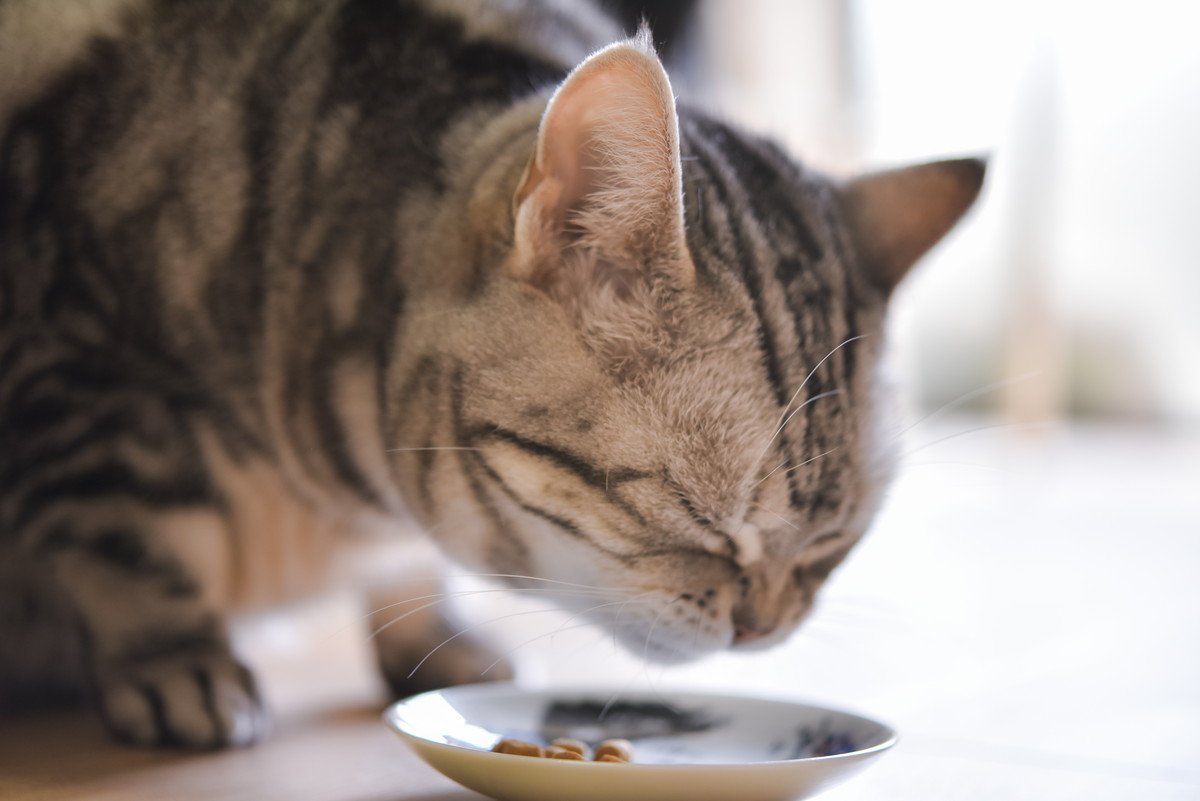 飼い主なら覚えておきたい！シニア期に入った猫の「食事介護」 方法や注意点を解説