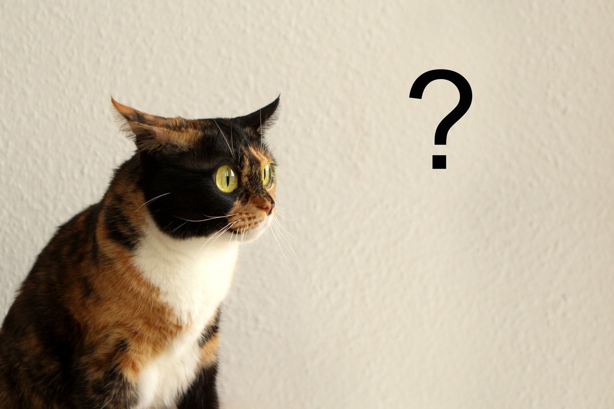 猫が混乱してしまう『わかりづらい叱り方』3つ！伝わる叱り方のポイントとは？