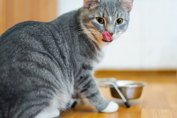 猫舌の由来はどこからきてる？語源や猫が猫舌の原因