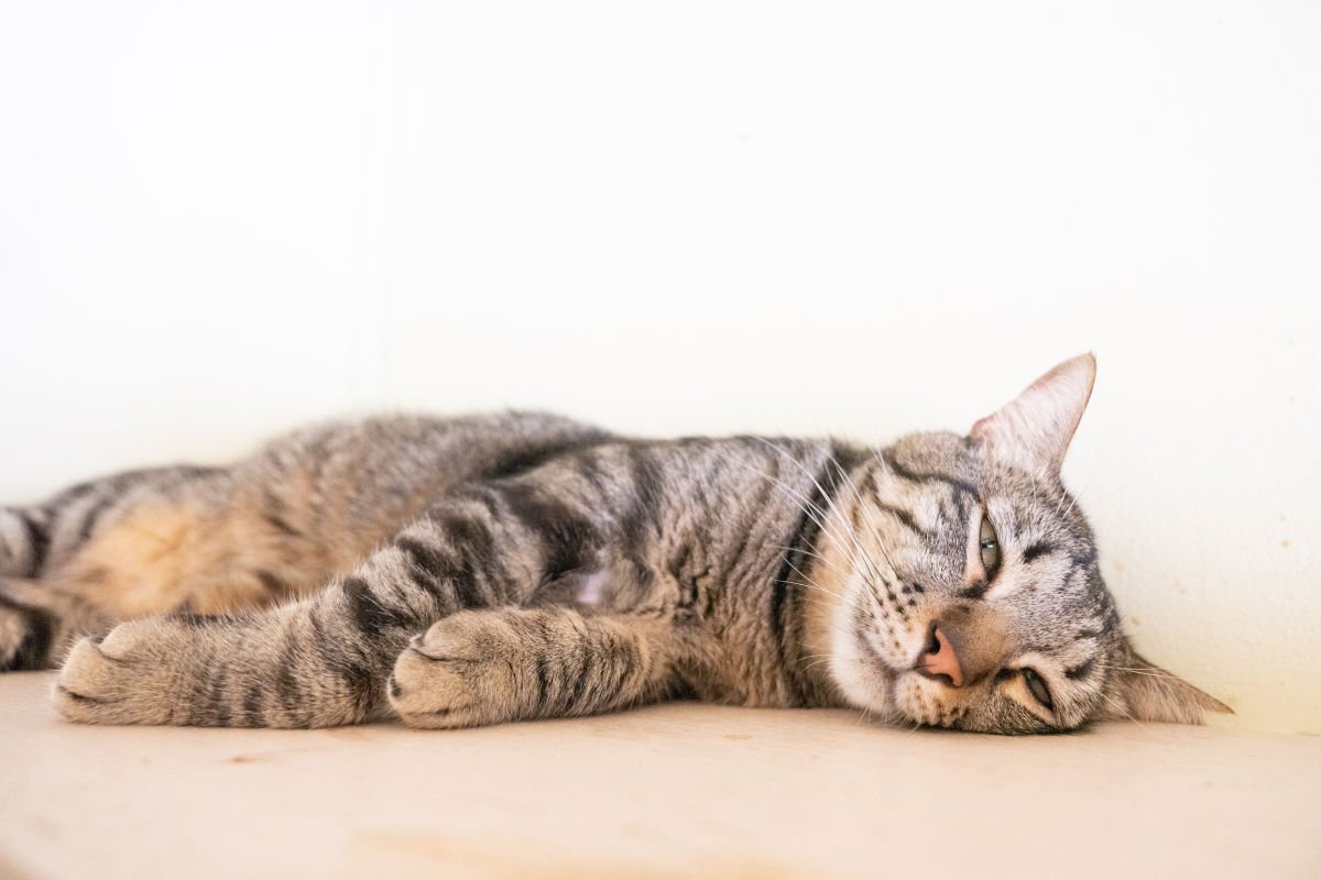 猫に危険な病気『膵炎』とは？急性・慢性、それぞれの症状や原因、予防法を解説